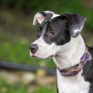 Biscuit, Retriever, Labrador, young, available for adoption