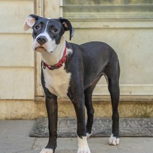 A black and white dog with a red collar standing on a sidewalk.