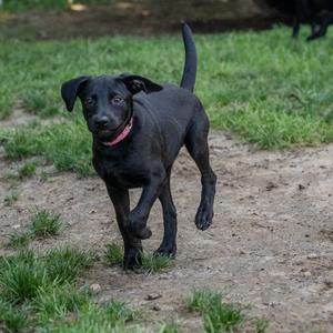 A black dog with a pink collar running on a dirt path with grass in the background.