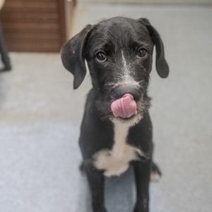 A black and white puppy with floppy ears and a pink tongue sticking out, sitting on a gray floor.