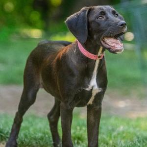 Kono, Spaniel, Brittany, young, available for adoption