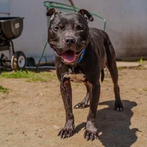 Cowboy, Terrier, Pit Bull, senior, available for adoption