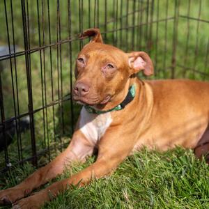 Athena, Terrier, adult, available for adoption