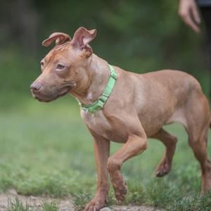 A brown dog with a green collar walking on grass