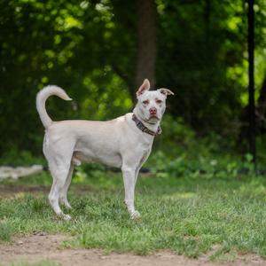 Rocket, Husky, adult, available for adoption
