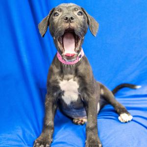 Faris, Boxer, puppy, available for adoption
