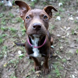 A brown puppy with a white chest and a pink collar, sitting on the ground and looking up at the camera.