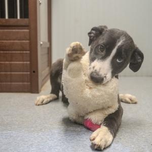 A black and white puppy holding a white plush toy in its paws while looking at the camera.