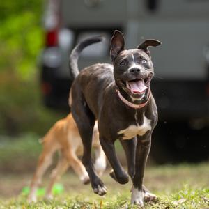 Corona, Terrier, American Pit Bull, puppy, available for adoption