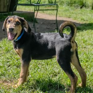 Ace, Hound, puppy, available for adoption
