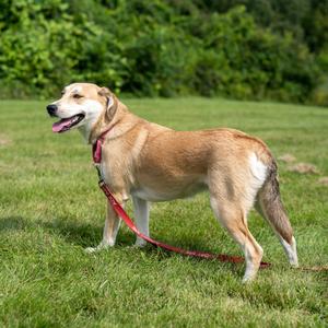 Loretta, Catahoula Leopard Dog, adult, available for adoption