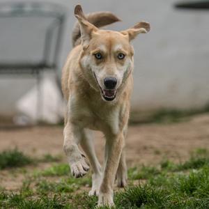 Loretta, Catahoula Leopard Dog, adult, available for adoption