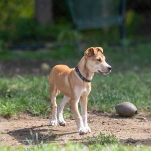 Gemini, Hound, puppy, available for adoption