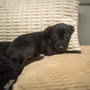 Lisk, Terrier, puppy, available for adoption