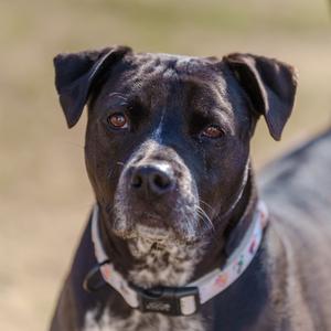 Cleo, Terrier, American Pit Bull, adult, available for adoption