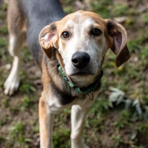 Andy, Foxhound, American, young, available for adoption