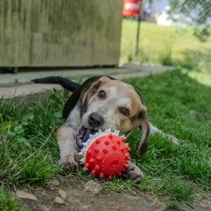 Andy, Hound, puppy, available for adoption