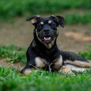 Clue, Rottweiler, young, available for adoption