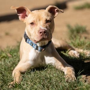 Hazelnut, Terrier, Pit Bull, young, available for adoption