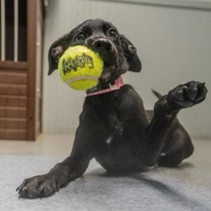 Princess Leia, Retriever, Labrador, puppy, available for adoption