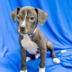 Franklin, Boxer, puppy, available for adoption