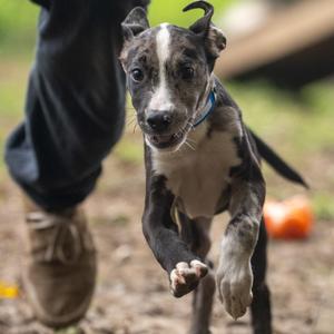 Lulu, Catahoula Leopard Dog, puppy, available for adoption