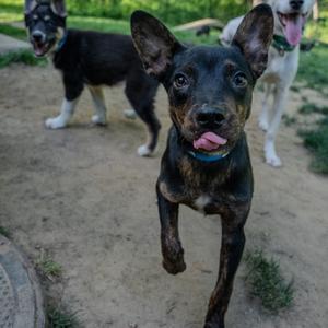Three dogs are in a park, with one in the foreground sticking its tongue out.