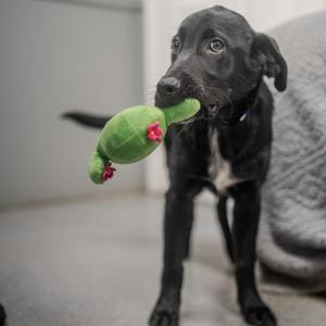 A black dog holding a green toy in its mouth.