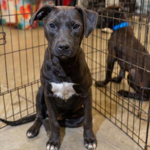 Dallas, Terrier, Rat, young, available for adoption