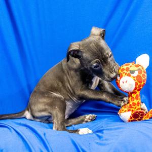Faith, Boxer, puppy, available for adoption