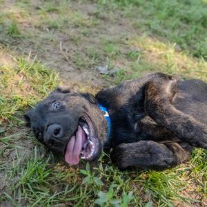 Digger, Terrier, puppy, available for adoption