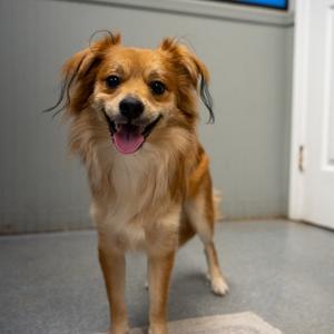 Brownie, Shih Tzu, young, available for adoption