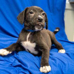 Finn, Boxer, puppy, available for adoption