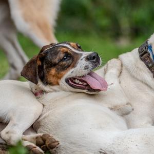 Michelle Williams, Cattle Dog, young, available for adoption