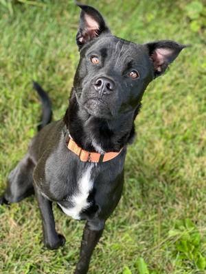Jasper, Mixed Breed, adult, available for adoption