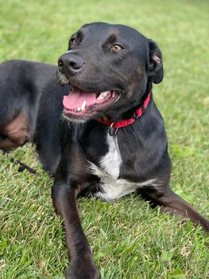 Ed, Doberman Pinscher/Pit Bull Terrier, young, available for adoption