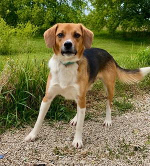 Louis, Beagle/Labrador Retriever, young, available for adoption