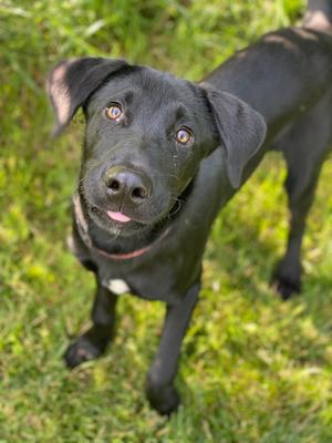 Luka, Labrador Retriever, young, available for adoption