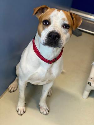 A brown and white dog wearing a red collar, sitting on a beige floor with a blue wall in the background.