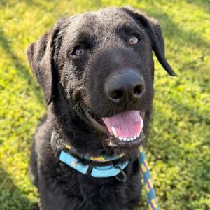 Fancy Dan, Flat-coated Retriever/Mixed Breed, adult, available for adoption