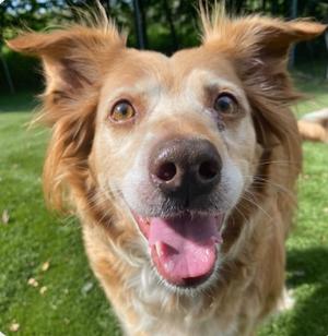 Kiki, Golden Retriever/Mixed Breed, senior, available for adoption