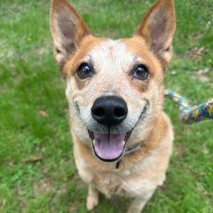 Layla, Australian Cattle Dog/Blue Heeler, senior, available for adoption