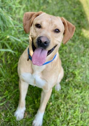 Hendry, Labrador Retriever, adult, available for adoption