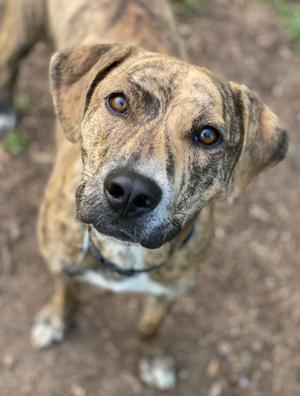 A brindle dog with a black nose and expressive eyes, looking up at the camera.