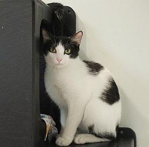 Justin, adult, available for adoption
