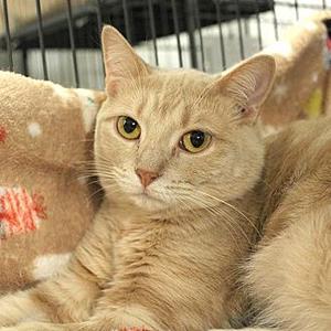 A light-colored cat with yellow eyes is lying on a soft blanket, looking directly at the camera.