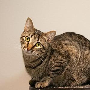 A tabby cat with green eyes sitting on a surface, looking to the side.