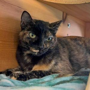Tangerine, adult, available for adoption