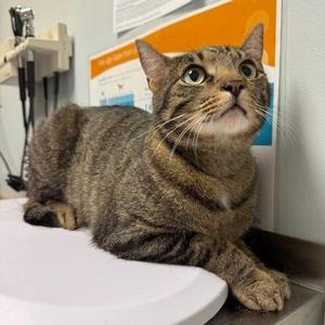 Cricket, adult, available for adoption