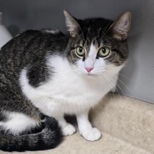 Ziggy Lemon, young, available for adoption